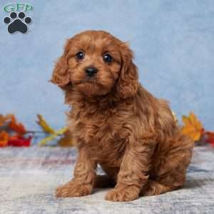 Nova, Cavapoo Puppy